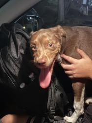 Found/Stray Female Dog last seen Amethyst Dr, McLean VA, Tysons, VA 22102