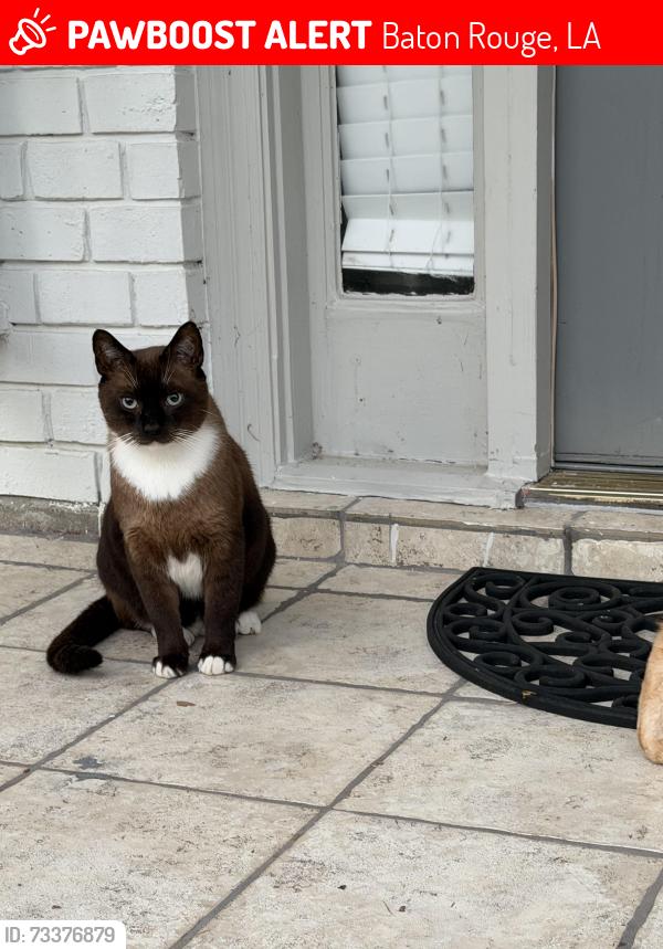 Lost Male Cat last seen Lopez, Baton Rouge, LA 70810
