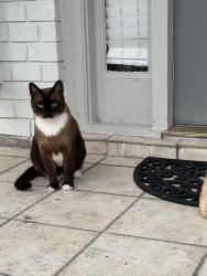 Lost Male Cat last seen Lopez, Baton Rouge, LA 70810