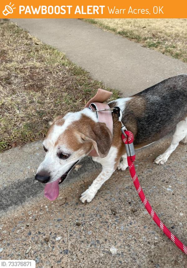 Found/Stray Male Dog last seen N Cherokee Dr and Nw 65th St, Warr Acres, OK 73132