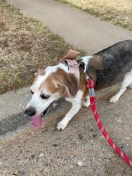 Found/Stray Male Dog last seen N Cherokee Dr and Nw 65th St, Warr Acres, OK 73132