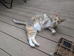 Reunited Female Cat last seen Near Strauss Terrace, Silver Spring, MD 20904