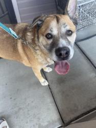 Reunited Male Dog last seen Summerdale, Turlock, CA 95382