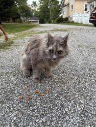 Reunited Female Cat last seen Hareshill, Kimberton, PA 19460