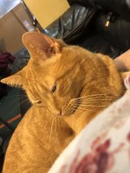 Lost Male Cat last seen Pleasant hill rd and Shasta lane Hudson 28638, Hudson, NC 28638