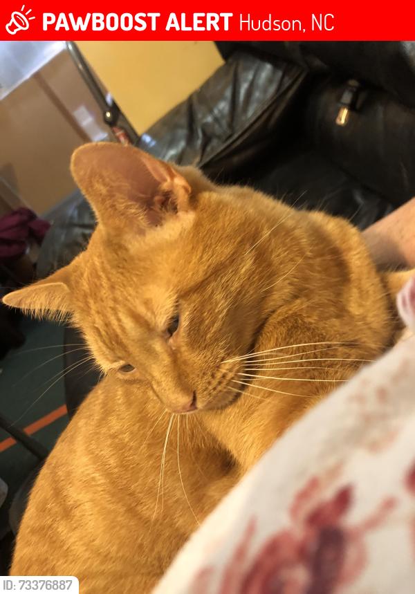 Lost Male Cat last seen Pleasant hill rd and Shasta lane Hudson 28638, Hudson, NC 28638