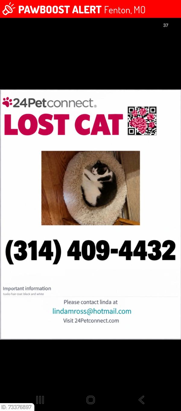 Lost Male Cat last seen bowles school, Fenton, MO 63026