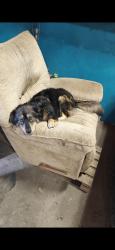 Reunited Female Dog last seen Canal and military highway, Chesapeake, VA 23323