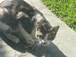 Found/Stray Unknown Cat last seen 12th street and Olive Avenue, Huntington Beach, CA 92648