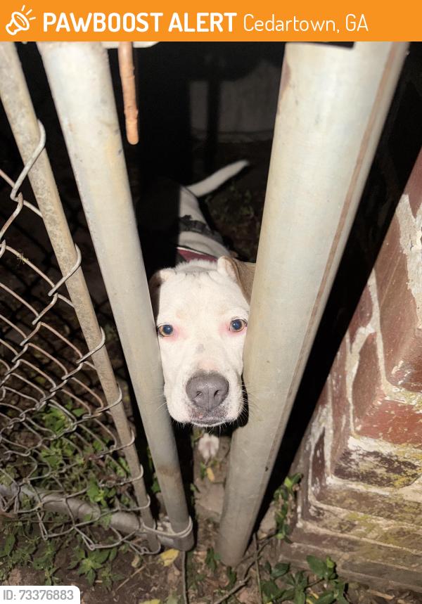 Found/Stray Female Dog last seen walking down the road toward Old Fish Creek Road, Cedartown, GA 30125