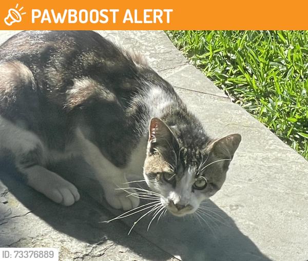 Found/Stray Unknown Cat last seen 12th street and Olive Avenue, Huntington Beach, CA 92648