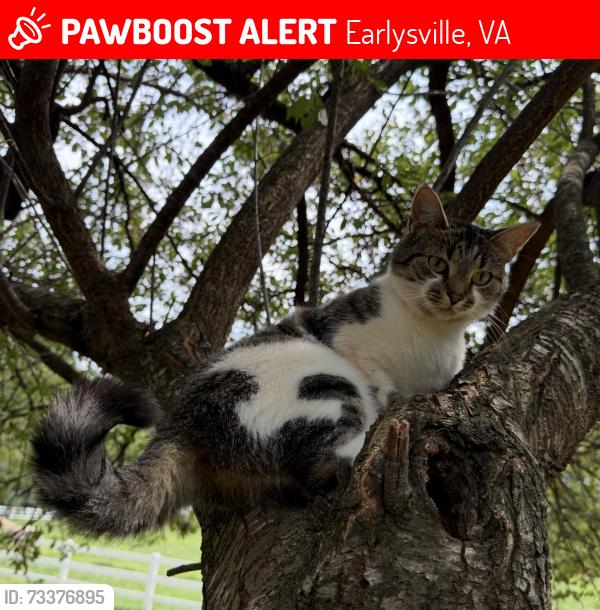 Lost Female Cat last seen Near st Francis ave Earlysville, Earlysville, VA 22936