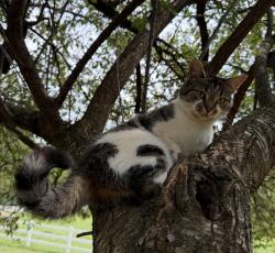 Lost Female Cat last seen Near st Francis ave Earlysville, Earlysville, VA 22936