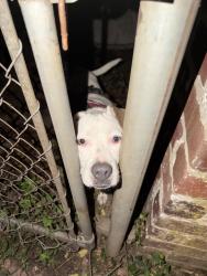 Found/Stray Female Dog last seen walking down the road toward Old Fish Creek Road, Cedartown, GA 30125