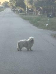 Found/Stray Unknown Dog last seen Cari Ln and Pecan Ln, Forney, TX 75126