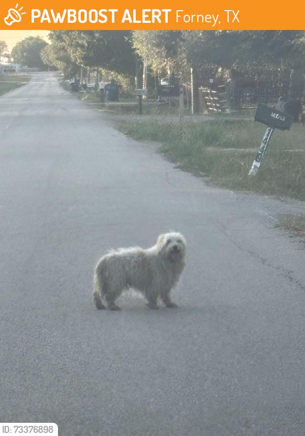Found/Stray Unknown Dog last seen Cari Ln and Pecan Ln, Forney, TX 75126