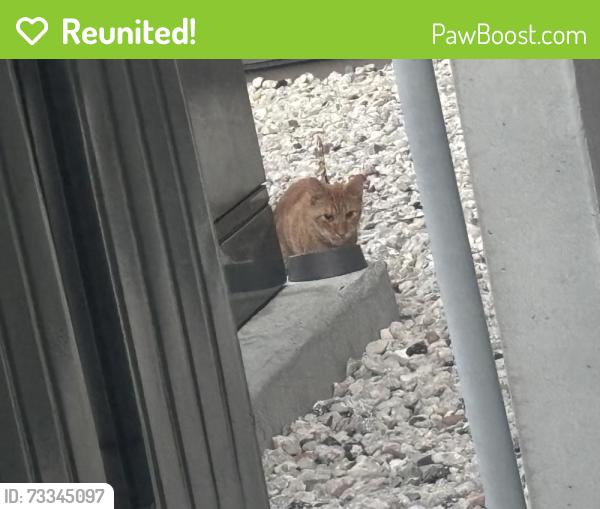 Reunited Male Cat last seen Ringling Blvd, Sarasota, FL 34237
