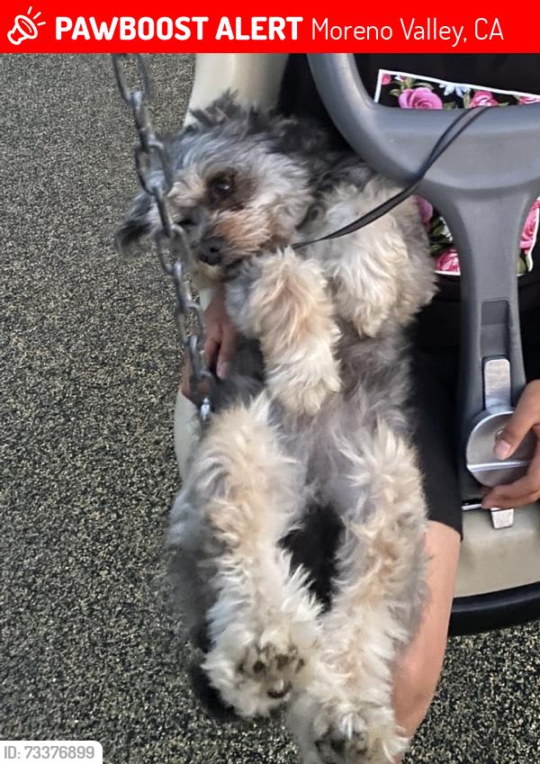 Lost Male Dog last seen Víctor Dr & Cactus Ave, Moreno Valley, CA 92553
