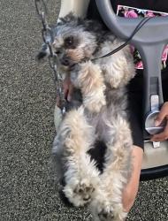 Lost Male Dog last seen Víctor Dr & Cactus Ave, Moreno Valley, CA 92553
