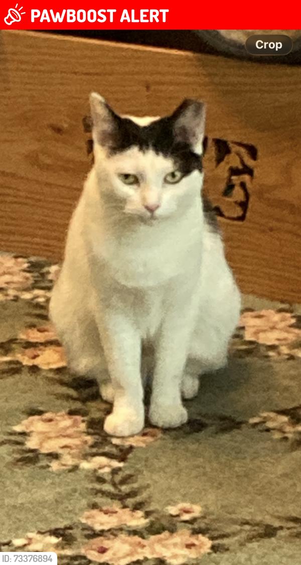 Lost Female Cat last seen Cooley Lake Rd. between Hiller & Lochaven, Waterford Township, MI 48327