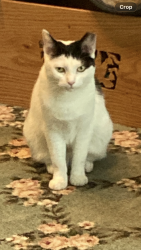 Lost Female Cat last seen Cooley Lake Rd. between Hiller & Lochaven, Waterford Township, MI 48327