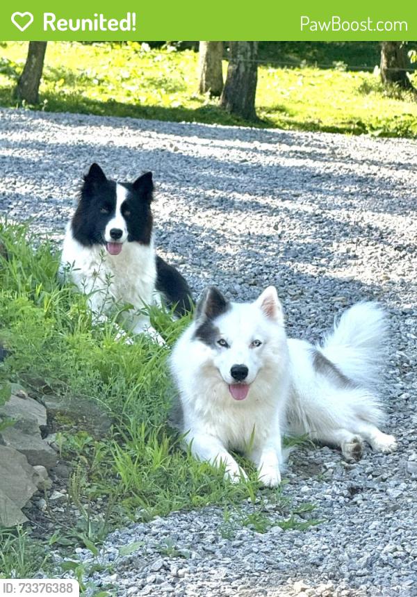Reunited Male Dog last seen By Family Acres lane, Leechburg, PA 15656
