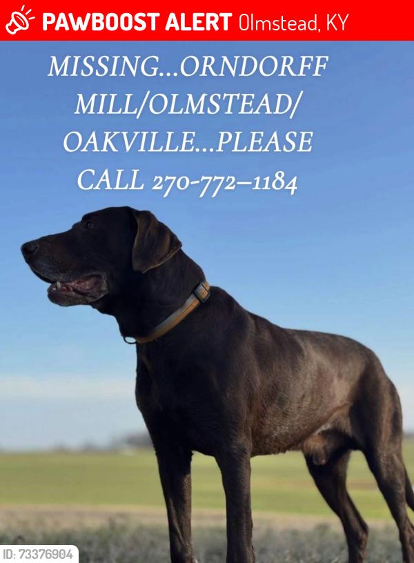 Lost Male Dog last seen Olmstead/Oakville area, Olmstead, KY 42265