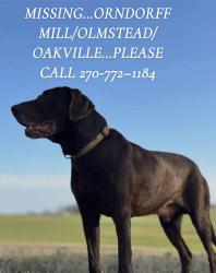 Lost Male Dog last seen Olmstead/Oakville area, Olmstead, KY 42265