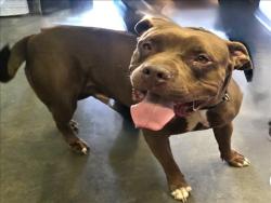 Shelter Stray Male Dog last seen , 1850 W 60th St, Los Angeles, CA 90047, USA
