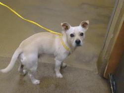 Shelter Stray Male Dog last seen ROSEMONT DR/KIEFER BLVD, 95826, 3839 Bradshaw Rd, Sacramento, CA 95827, USA