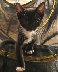 Shelter Stray Female Cat last seen MARYSVILLE BLVD & ACACIA AVE, 2127 Front St, Sacramento, CA 95818, USA