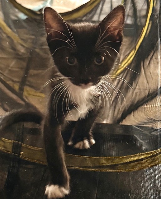 Shelter Stray Female Cat last seen MARYSVILLE BLVD & ACACIA AVE, 2127 Front St, Sacramento, CA 95818, USA