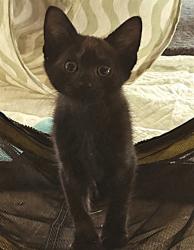 Shelter Stray Male Cat last seen MARYSVILLE BLVD & ACACIA AVE, 2127 Front St, Sacramento, CA 95818, USA
