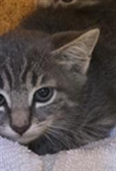 Shelter Stray Unknown Cat last seen FREEPORT BLVD & 13TH AVE, 2127 Front St, Sacramento, CA 95818, USA