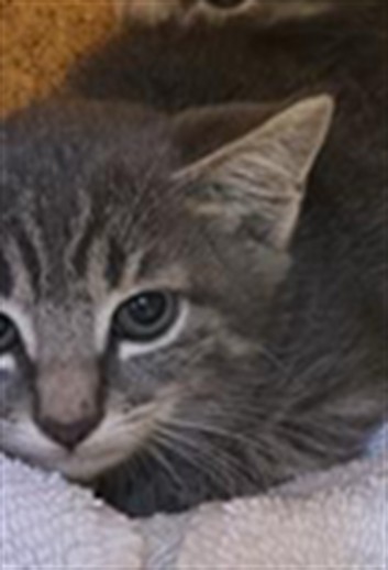 Shelter Stray Unknown Cat last seen FREEPORT BLVD & 13TH AVE, 2127 Front St, Sacramento, CA 95818, USA