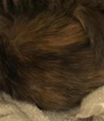 Shelter Stray Unknown Cat last seen FREEPORT BLVD & 13TH AVE, 2127 Front St, Sacramento, CA 95818, USA