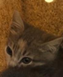 Shelter Stray Unknown Cat last seen FREEPORT BLVD & 13TH AVE, 2127 Front St, Sacramento, CA 95818, USA
