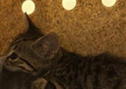 Shelter Stray Unknown Cat last seen FREEPORT BLVD & 13TH AVE, 2127 Front St, Sacramento, CA 95818, USA