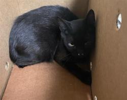 Shelter Stray Female Cat last seen TAYLOR ST & HARRIS AVE, 2127 Front St, Sacramento, CA 95818, USA