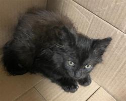 Shelter Stray Female Cat last seen 5TH ST & BROADWAY, 2127 Front St, Sacramento, CA 95818, USA