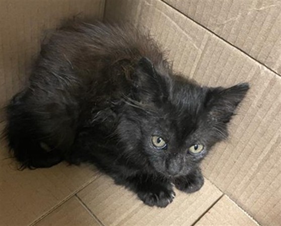 Shelter Stray Female Cat last seen 5TH ST & BROADWAY, 2127 Front St, Sacramento, CA 95818, USA