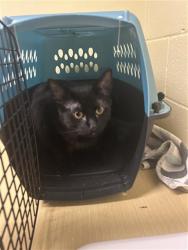 Shelter Stray Unknown Cat last seen CLUB CENTER DR & REGENCY PARK CIR, 2127 Front St, Sacramento, CA 95818, USA
