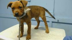 Shelter Stray Female Dog last seen , 216 W Victoria St, Gardena, CA 90248, USA