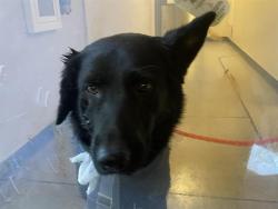 Shelter Stray Female Dog last seen , 11232 B Ave, Auburn, CA 95603, USA