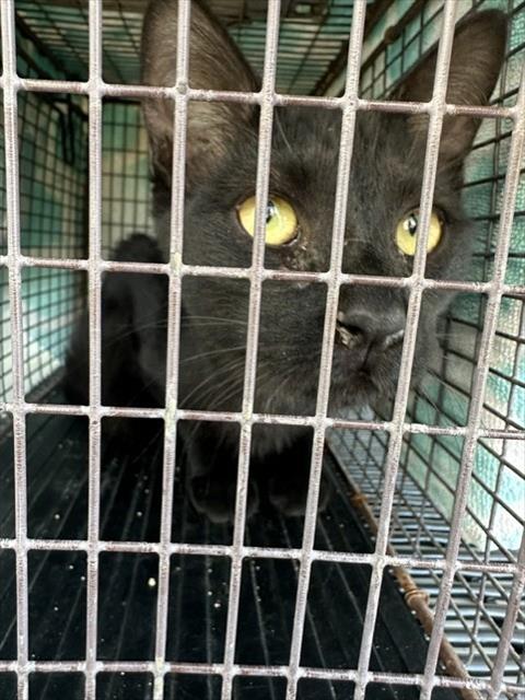 Shelter Stray Male Cat last seen Near BLOCK OVERTON RD, PUEBLO, CO 81008, 4600 Eagleridge Pl, Pueblo, CO 81008, USA