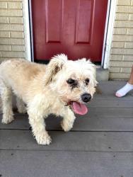 Reunited Female Dog last seen Near s and Fashion Place Blvd, Murray, UT 84107
