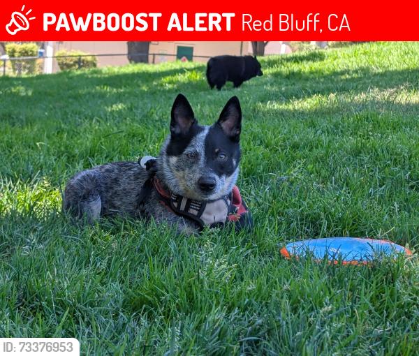 Lost Male Dog last seen Paskenta rd, Red Bluff, CA 96080