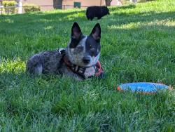 Lost Male Dog last seen Paskenta rd, Red Bluff, CA 96080