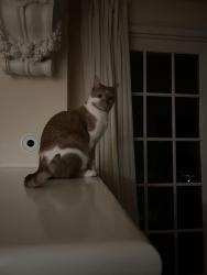 Lost Male Cat last seen Lake shore drive and diversey, Chicago, IL 60610