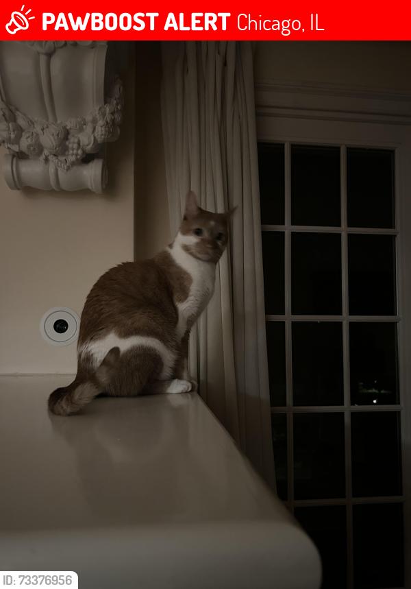 Lost Male Cat last seen Lake shore drive and diversey, Chicago, IL 60610